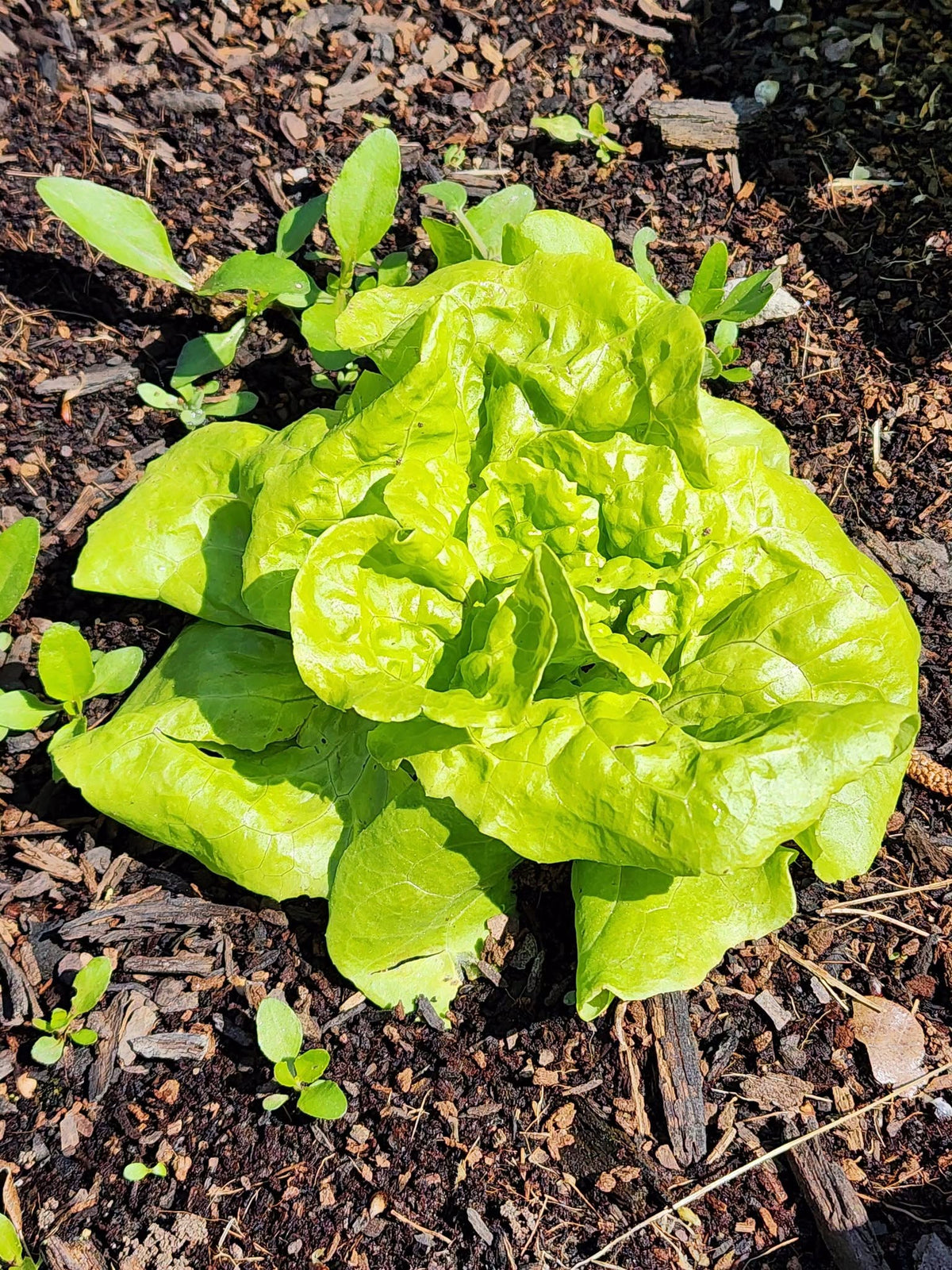 Tennis Ball Lettuce