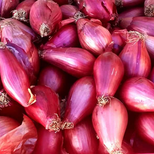 Rossa Lunga di Tropea Red Onion