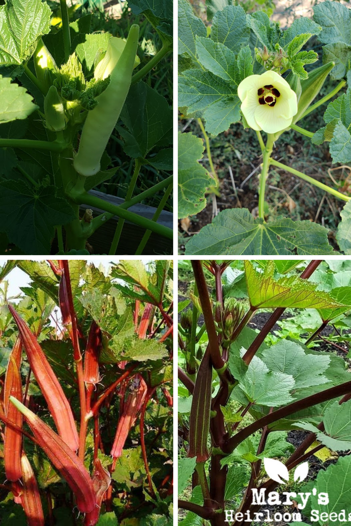 Heirloom Okra Seed Mix