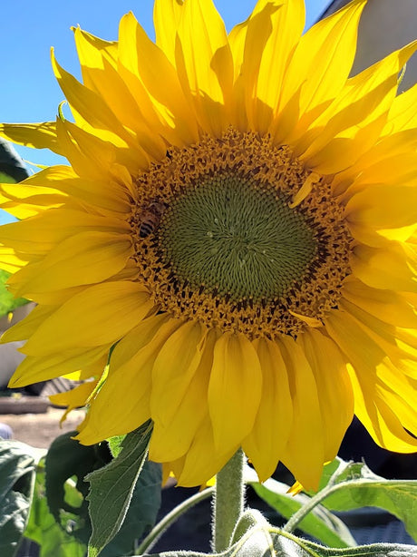 Arikara Sunflower