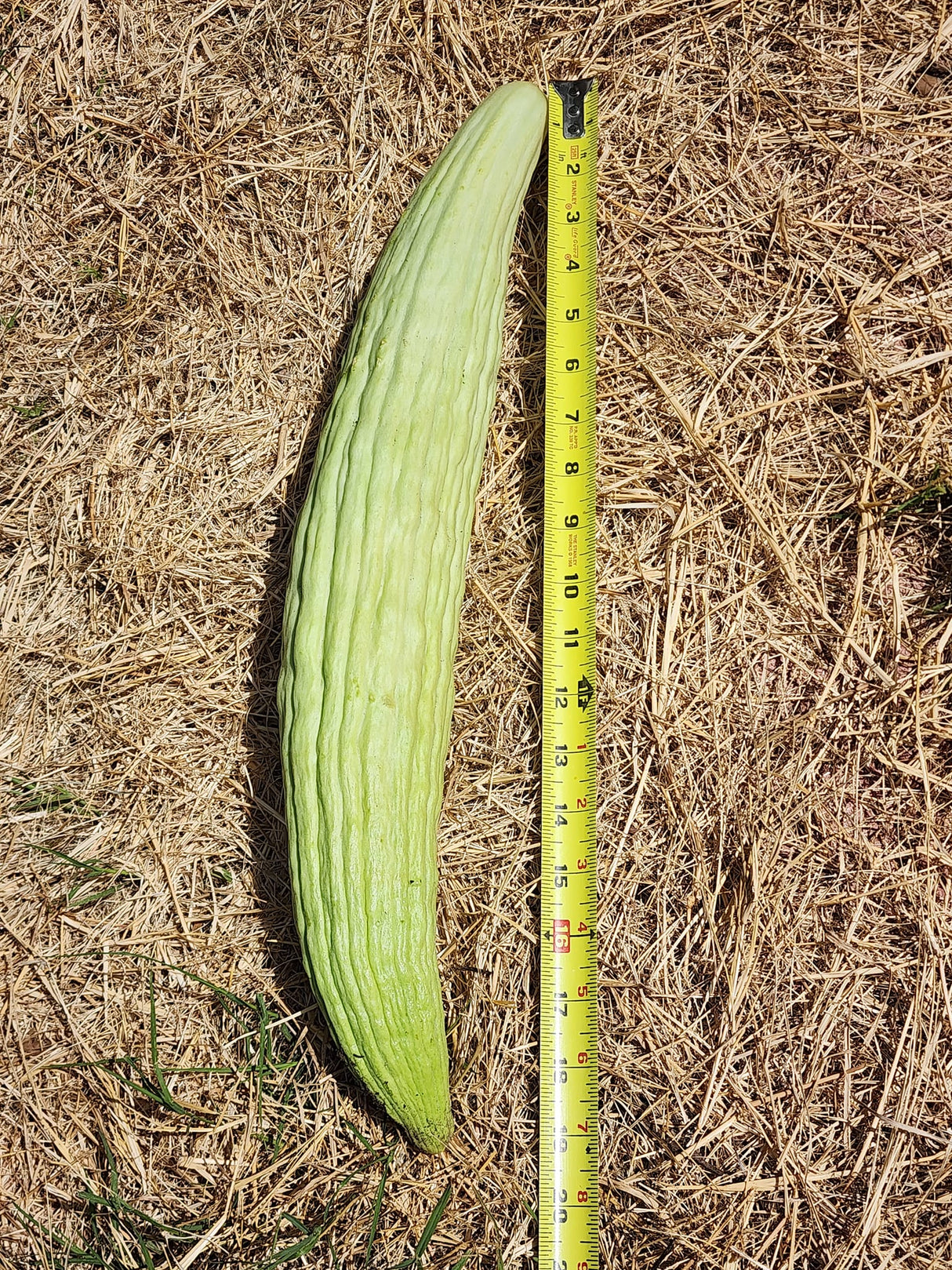 Armenian Cucumber BULK