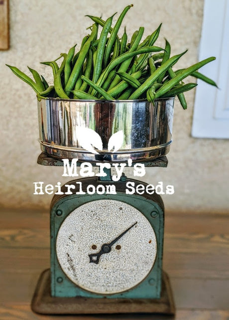 Blue Lake Bush Bean - Bulk