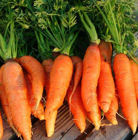 Chantenay Red Core Carrot BULK