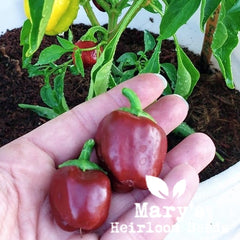 Chocolate Baby Bell Peppers