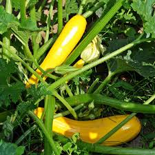 Early Prolific Straightneck Squash