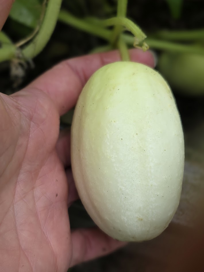 Dragon's Egg Cucumber