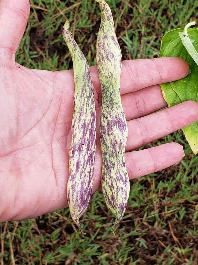 Dragon Tongue Bush Bean