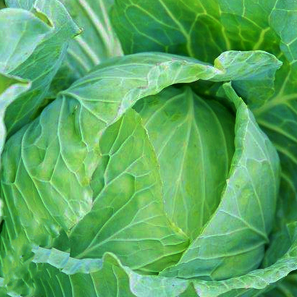 Drumhead Cabbage Mary's Heirloom Seeds