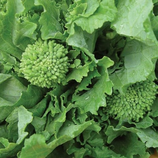 Early Fall Rapini Broccoli