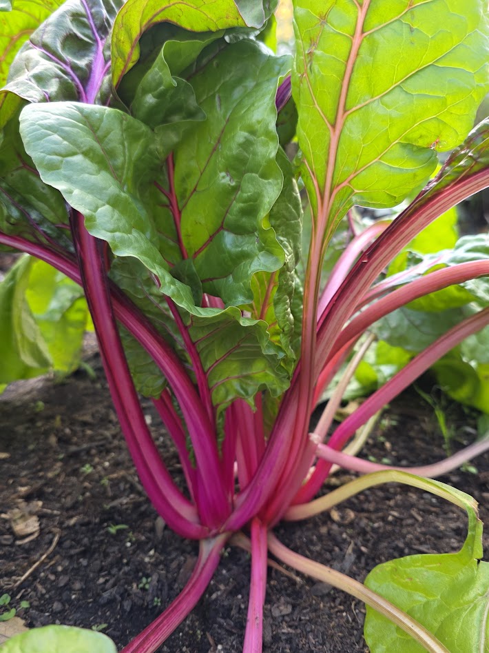 Flamingo Pink Swiss Chard