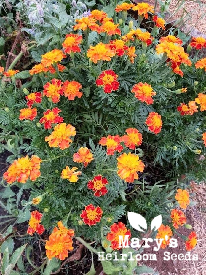 French Marigold