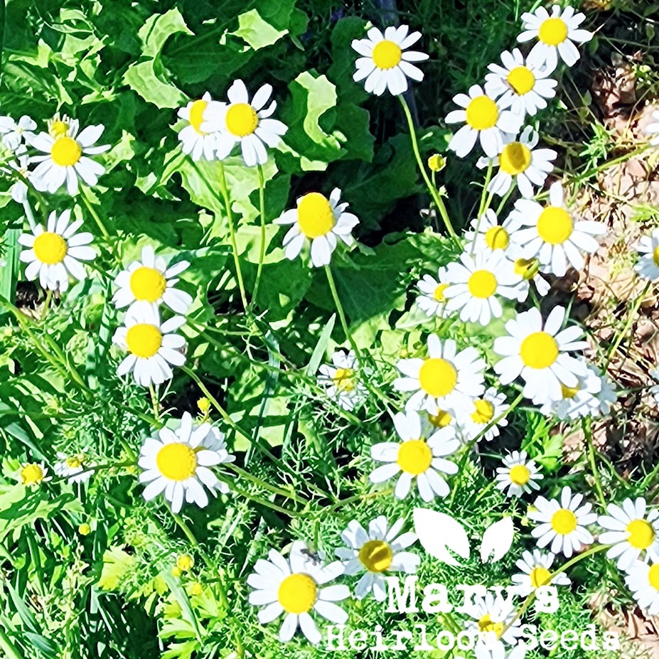 German Chamomile