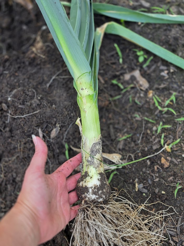 Musselburgh Giant Leek
