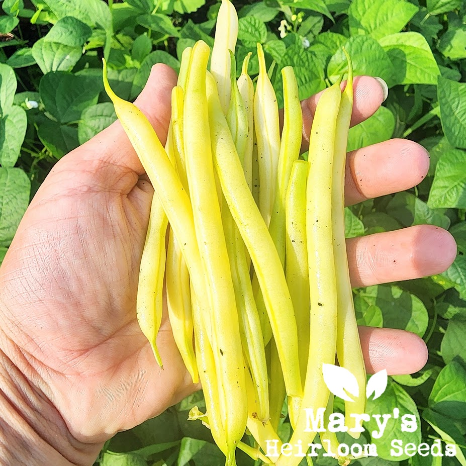 Gold Rush Yellow Wax Bush Bean