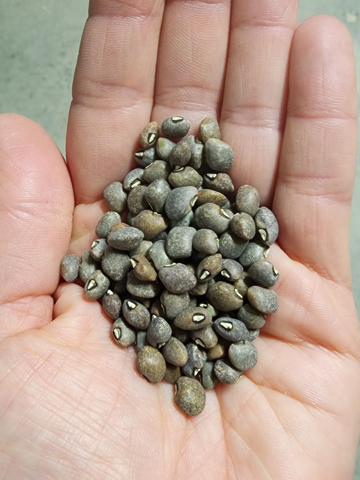 Grey Speckled Palapye Cowpea