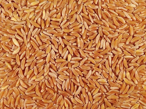 Khorasan Wheat