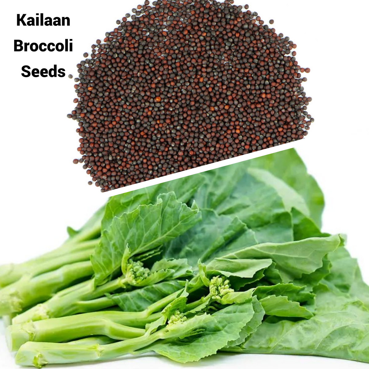 Kailaan Chinese Broccoli – Mary's Heirloom Seeds