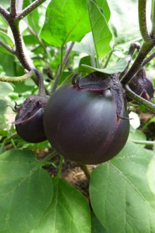 Kamo Eggplant