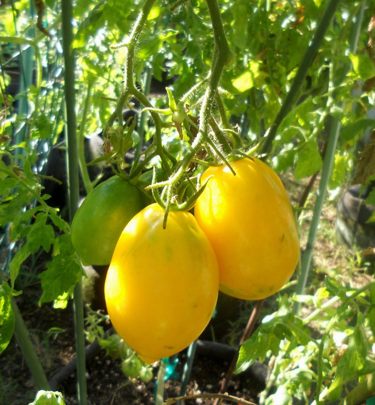 Plum Lemon Tomato