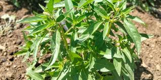 Malawi Camphor Basil