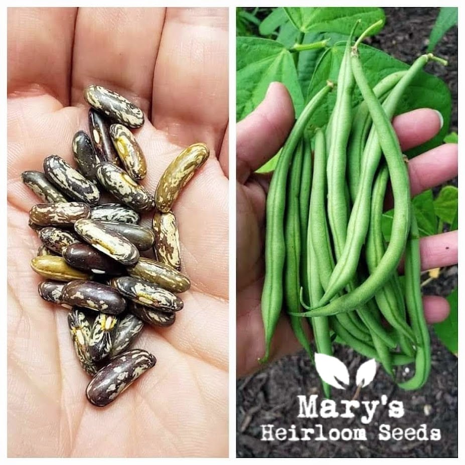 Maxibel French Filet Bean