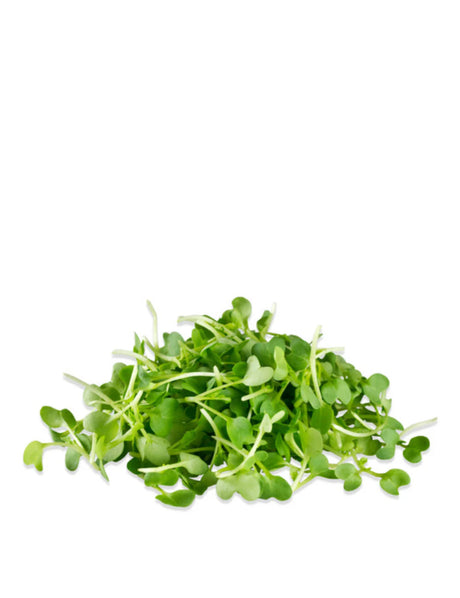 Wasabi Mustard Microgreens
