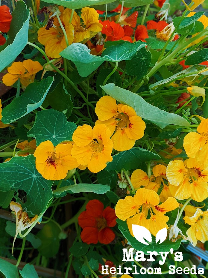 Nasturtium, Dwarf Jewel Mix