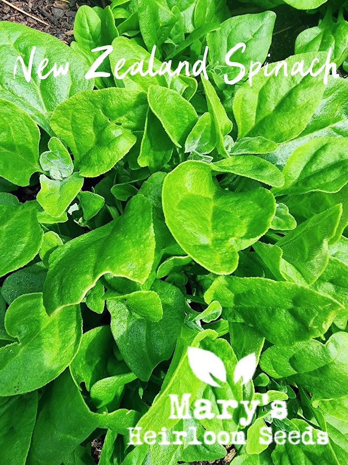New Zealand Spinach