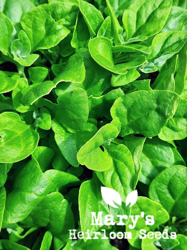 New Zealand Spinach