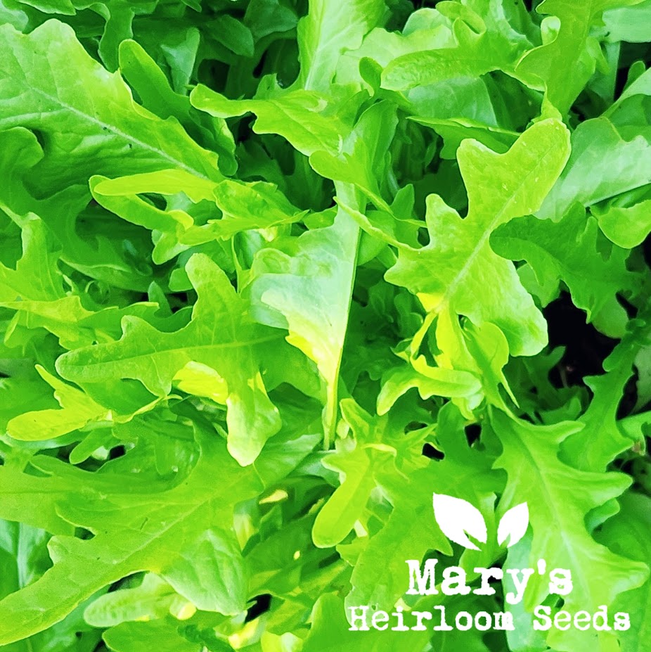 Oakleaf Lettuce
