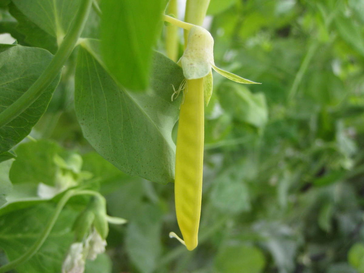 Opal Creek Snap Pea