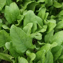 Perpetual Spinach Swiss Chard BULK Seeds