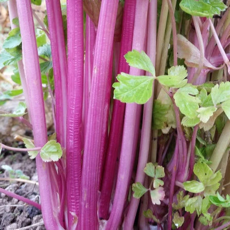 Chinese Pink Celery
