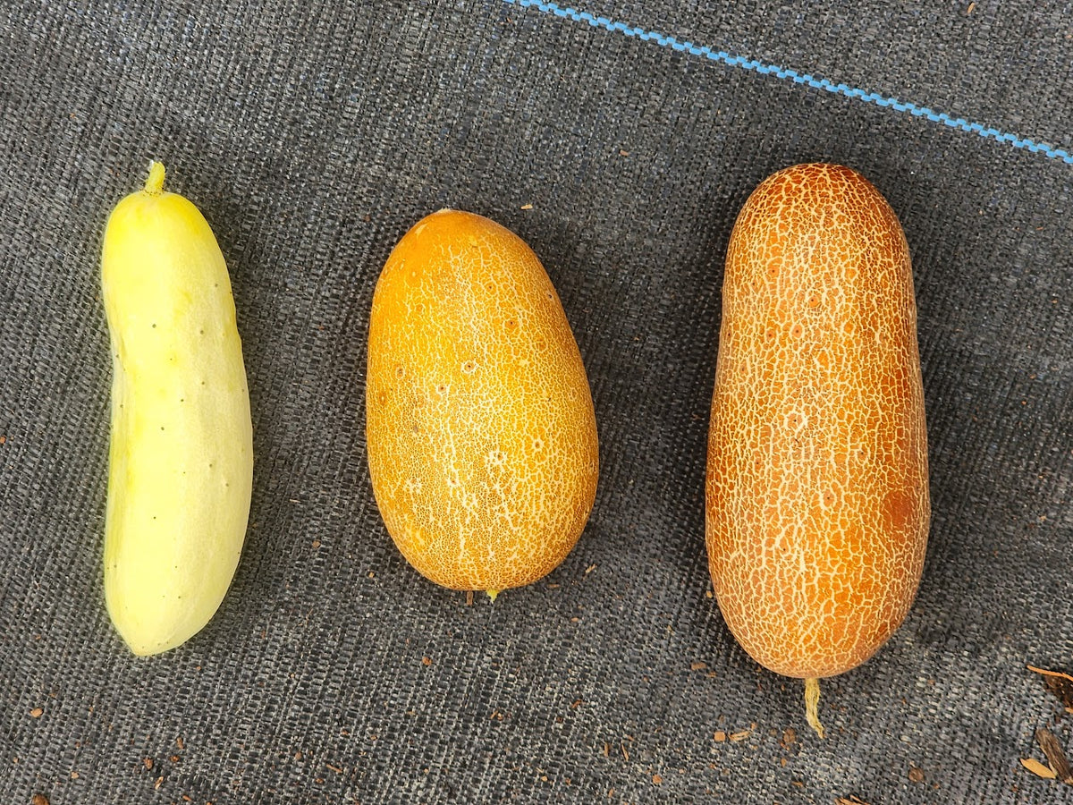 Poona Kheera Cucumber