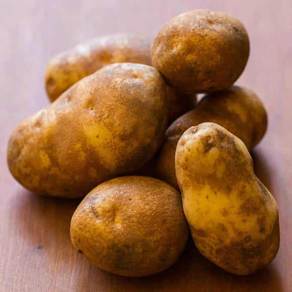 Russet Burbank Seed Potato