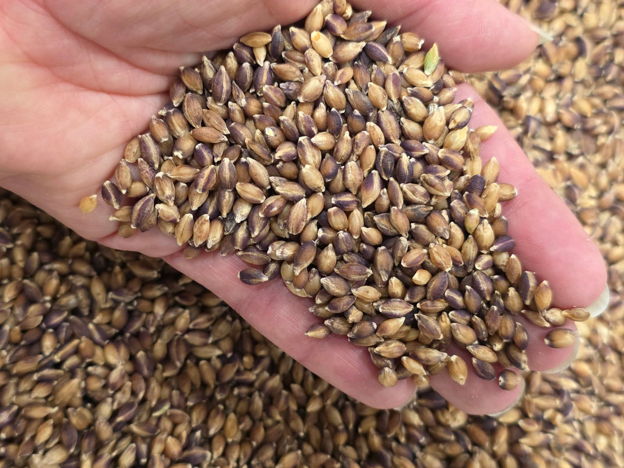 Purple Hulless Barley Seeds