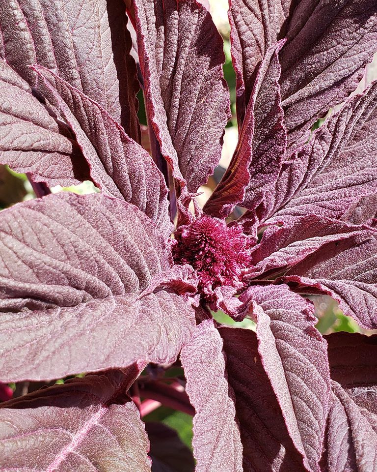 Red Garnet Amaranth BULK Seeds