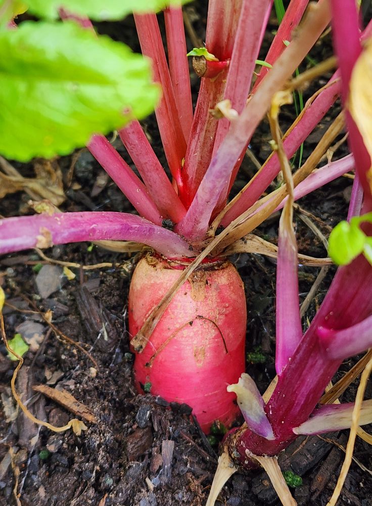 Pink Summercicle Radish