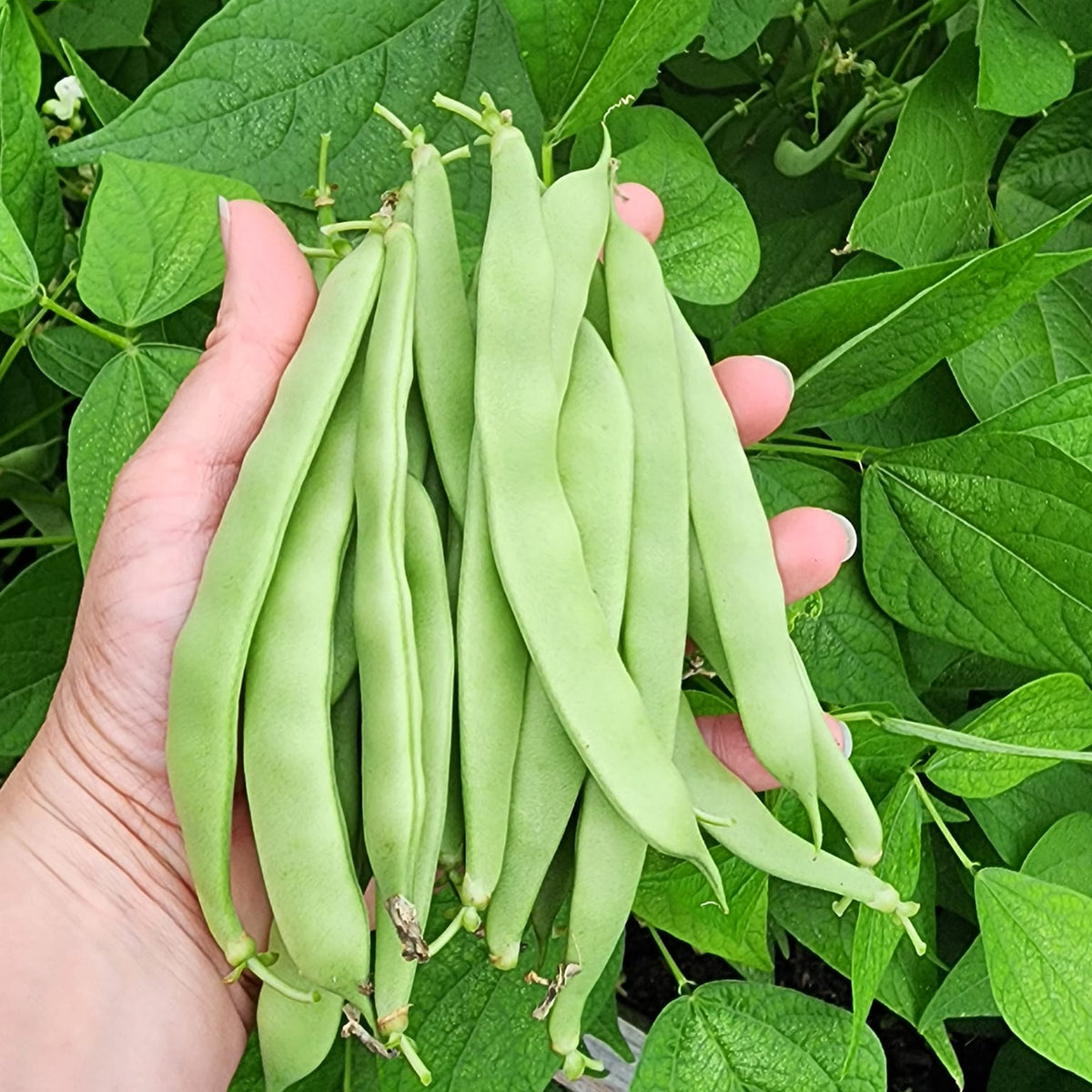 Phaseolus, Flat Bean (Bush) 'Roma II' Heirloom | Garden Center Phaseolus, Flat Bean (Bush) 'Roma II' Heirloom | Garden Center