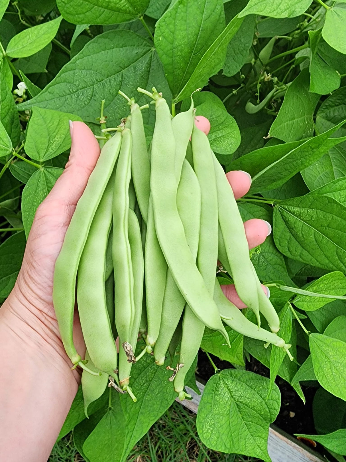 Roma ll Bush Beans