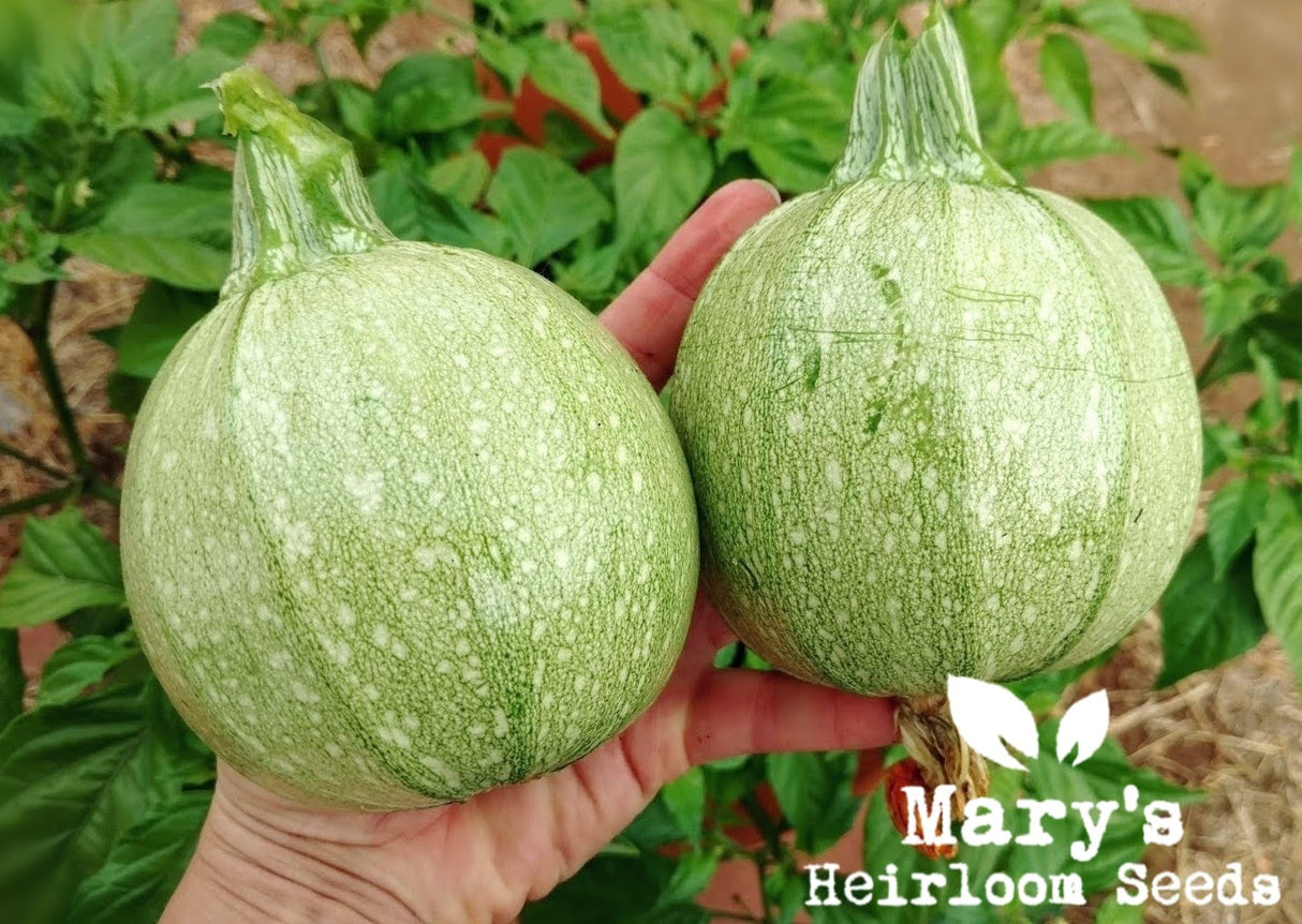 2026 Garden Challenge Seed Combo Pack