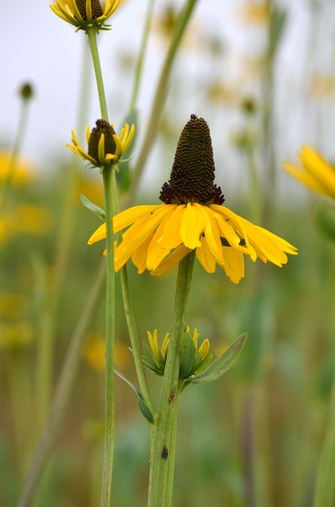 Great Coneflower