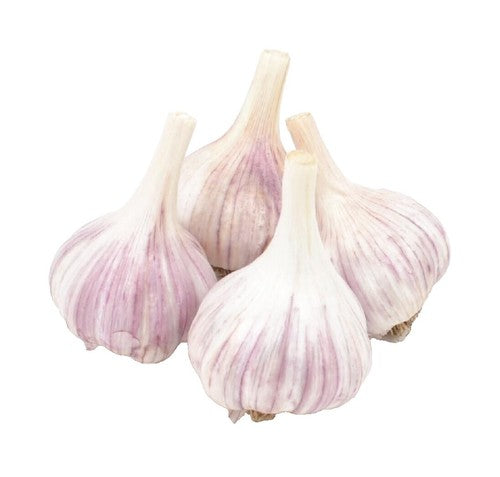 Russian Red Seed Garlic