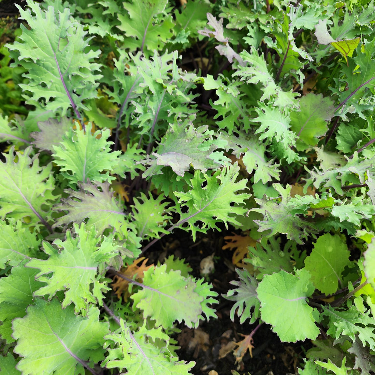 Russian Red "Ragged Jack" Kale  Mary's Heirloom Seeds