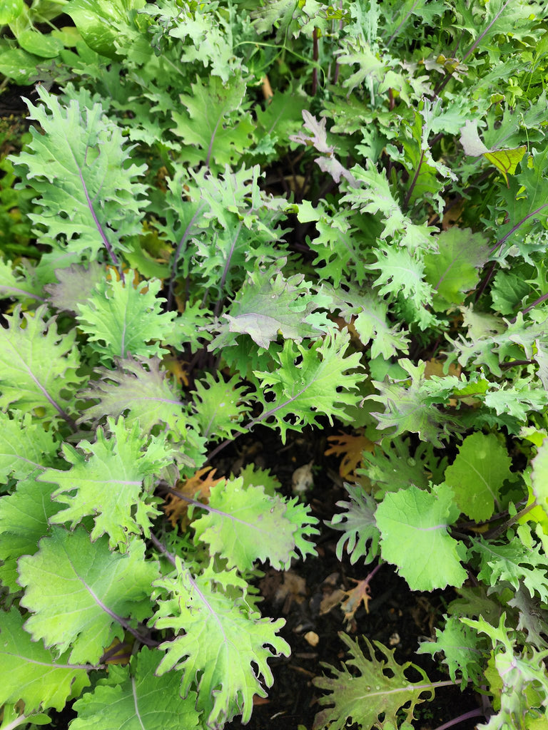 Russian Red "Ragged Jack" Kale