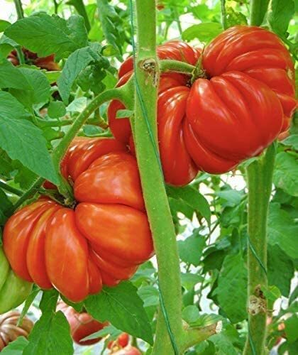 Mushroom Basket Tomato