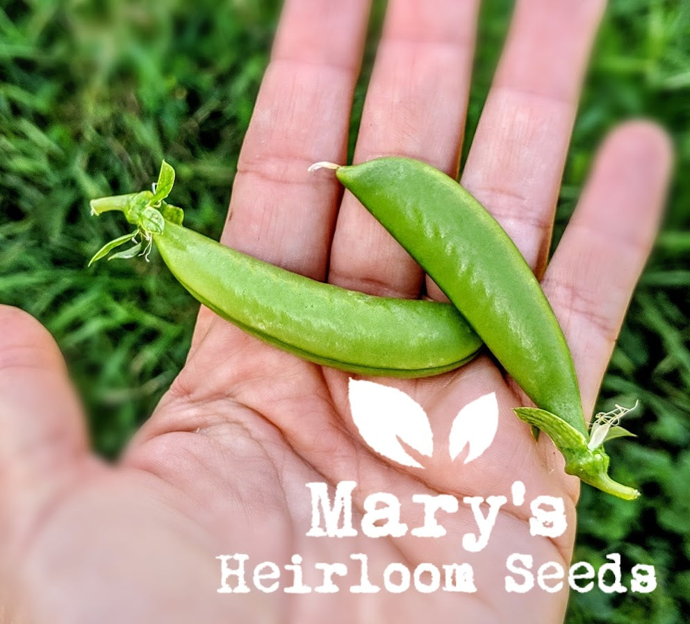 Parie's Fall Garden Seed Combo