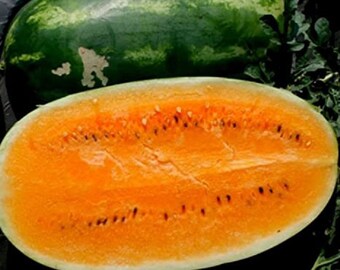 Sweet Siberian Watermelon