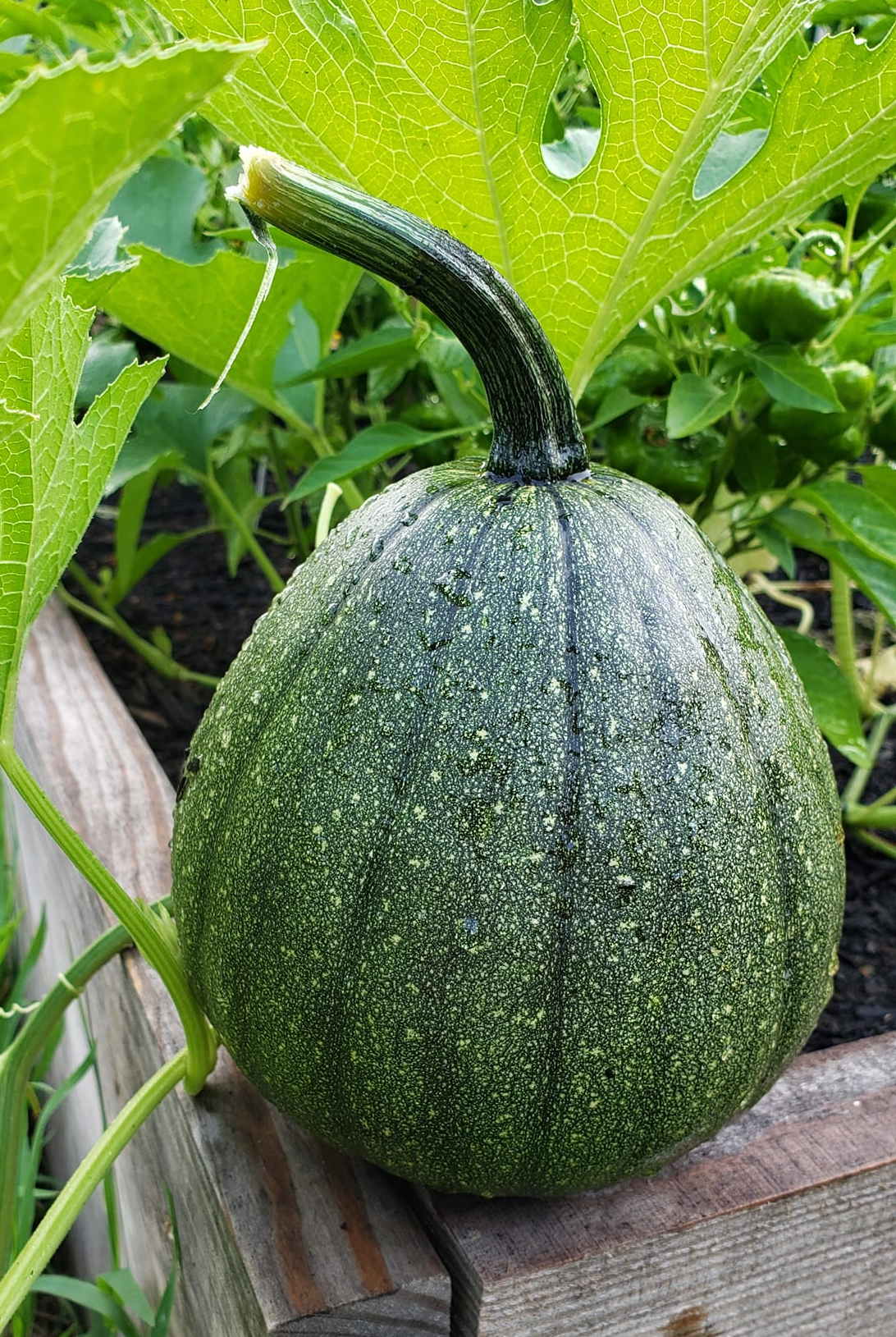 Februrary 2026 Seeds of The Month