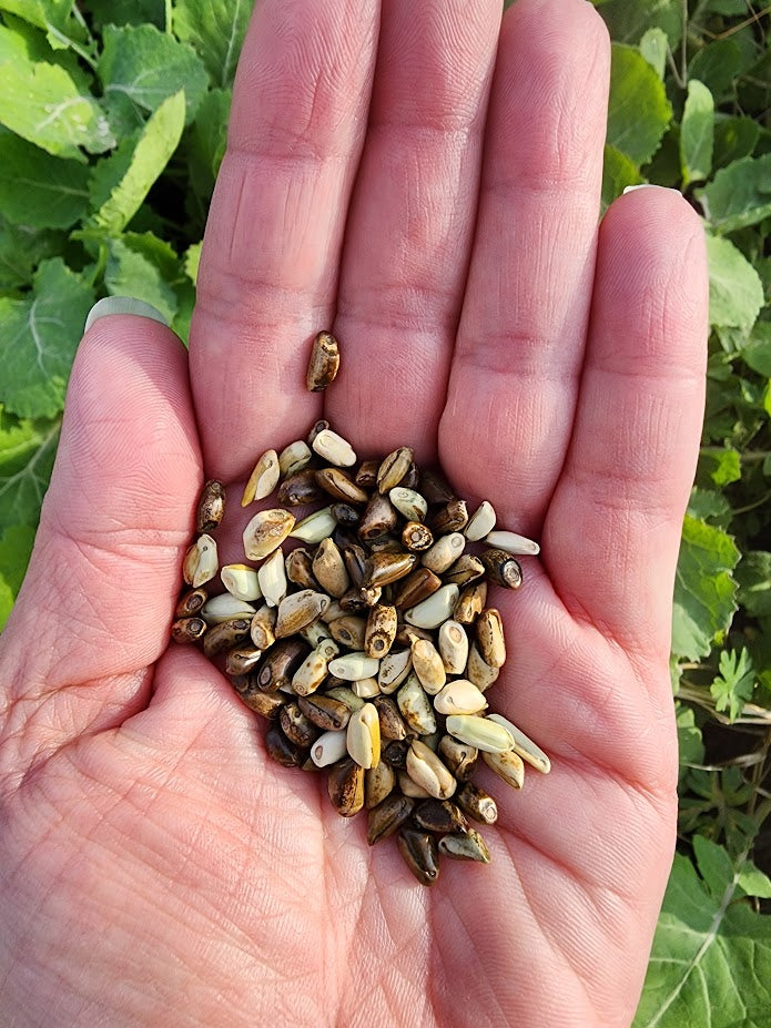 Mexican Annual Teosinte